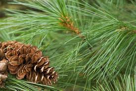 PINE NEEDLES TYPE *NEW FALL SCENTS*