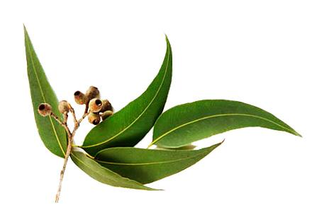 EUCALYPTUS ESSENTIAL OIL