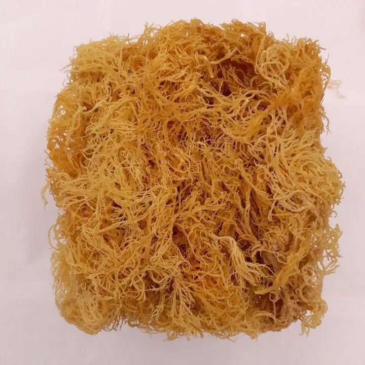 100% WILDCRAFTED GOLD RAW SEA MOSS - SOURCES FROM JAMAICA