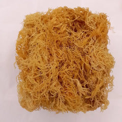 100% WILDCRAFTED GOLD RAW SEA MOSS - SOURCES FROM JAMAICA