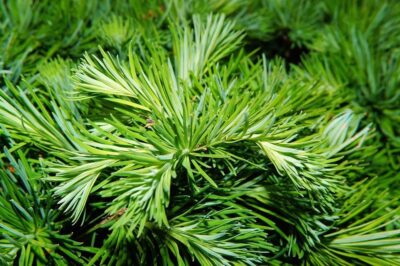 PINE NEEDLES TYPE